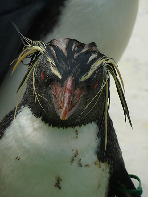 イワトビペンギン ゲームライフ ゲーム